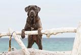 CANE CORSO 606